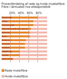 muskelfibre røde hvide muskelfibre procentfordeling